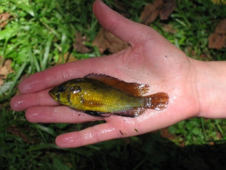 Obodo Fish Publications – Nabugabo Research Site